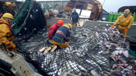 Российские рыбаки с начала года увеличили добычу на 6%